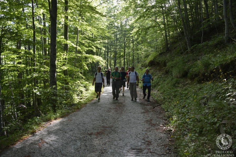 Camminata Storica 2015 - gruppo nel bosco di faggi